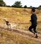 Preview: Non-Stop Trail light belt (All-in-One Laufgürtel)